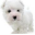 sophien