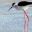 kateep