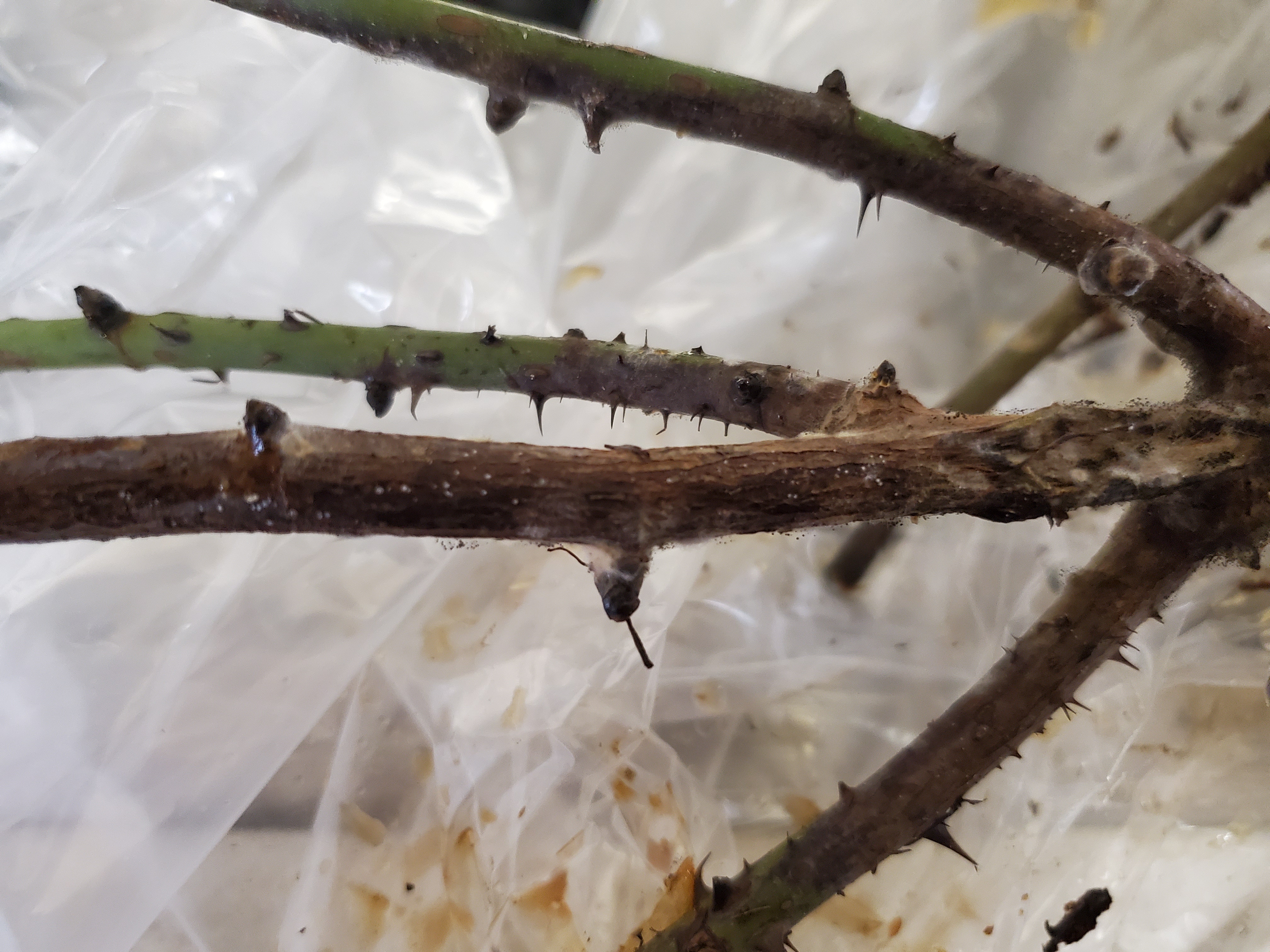 Gurney's Reviews 61 Reviews of Sitejabber