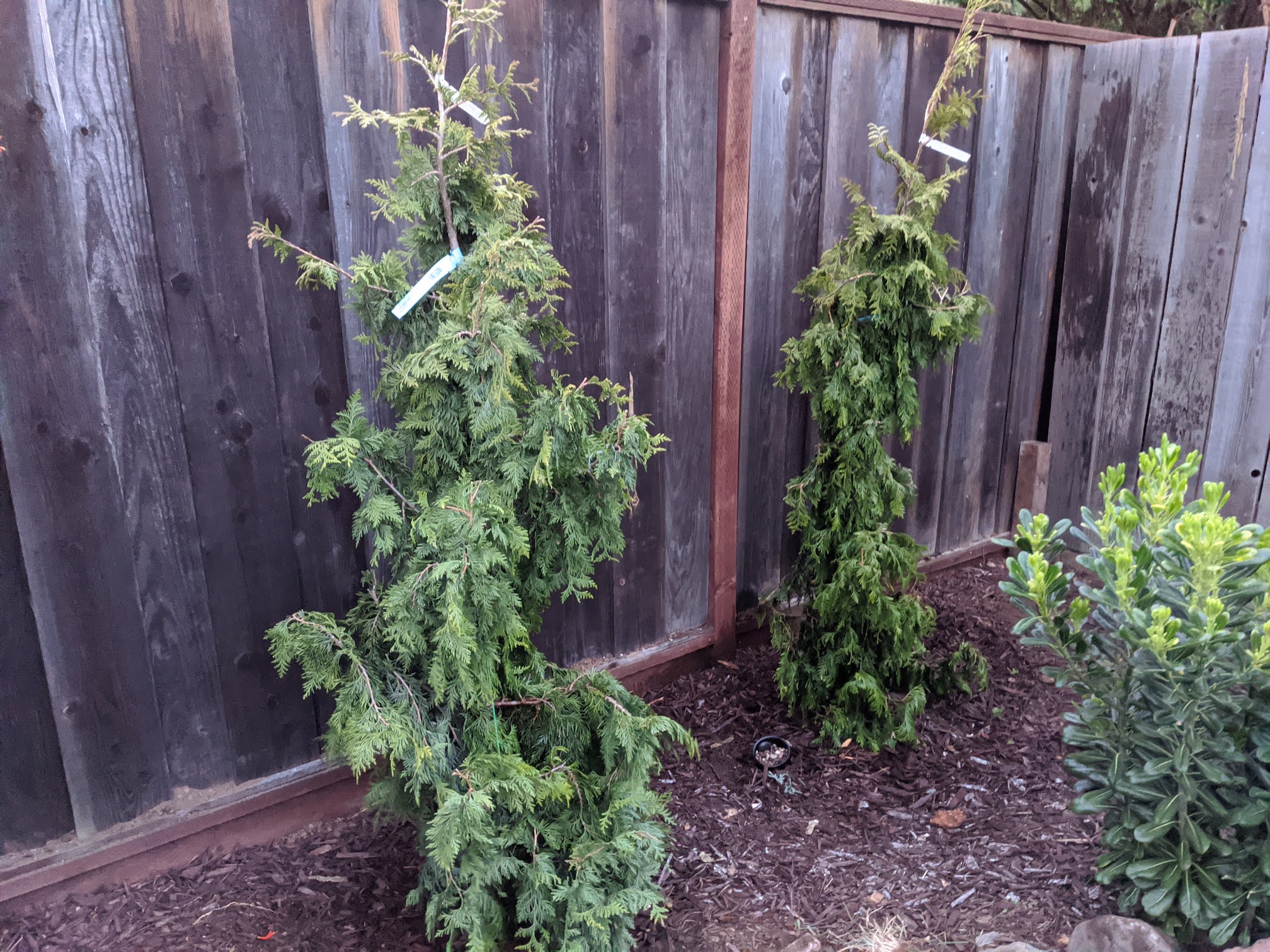 FastGrowingTrees.com Reviews - 12,590 Reviews of Fast-growing-trees.com