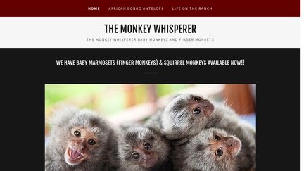 TheMonkeyWhisperer