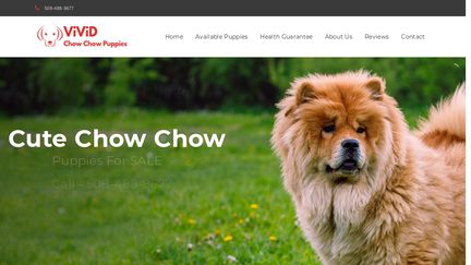 Vivid Chow Chow Puppies